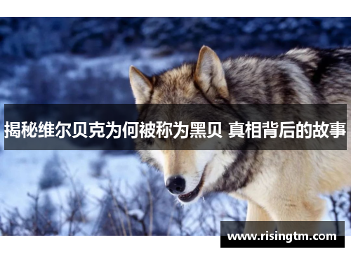 揭秘维尔贝克为何被称为黑贝 真相背后的故事